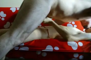 Live ABG Bispak Hotel Bintang Lima Skandal Viral Menggemparkan HD